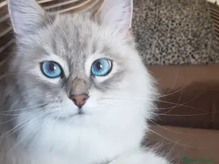 Siberiano gatti Cucciola Siberiana neva - Annuncio 4