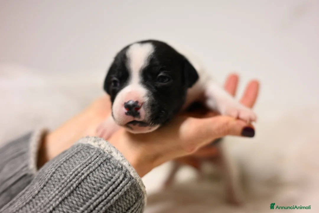 Staffordshire cani in vendita: Cuccioli di Staffordshire Bull Terrier - Annuncio 13