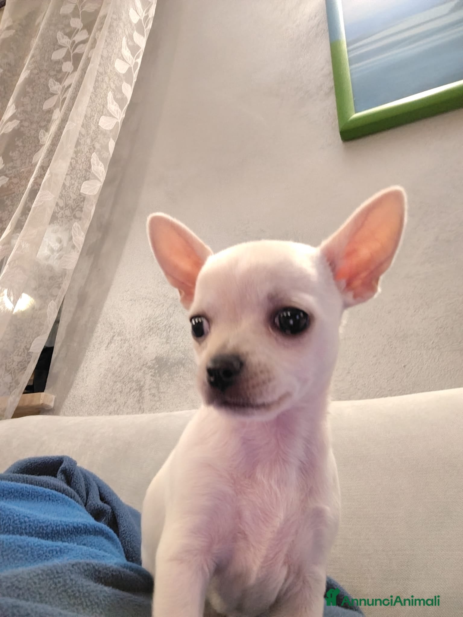 Chihuahua cani Cucciola Chihuahua  - Annuncio 2