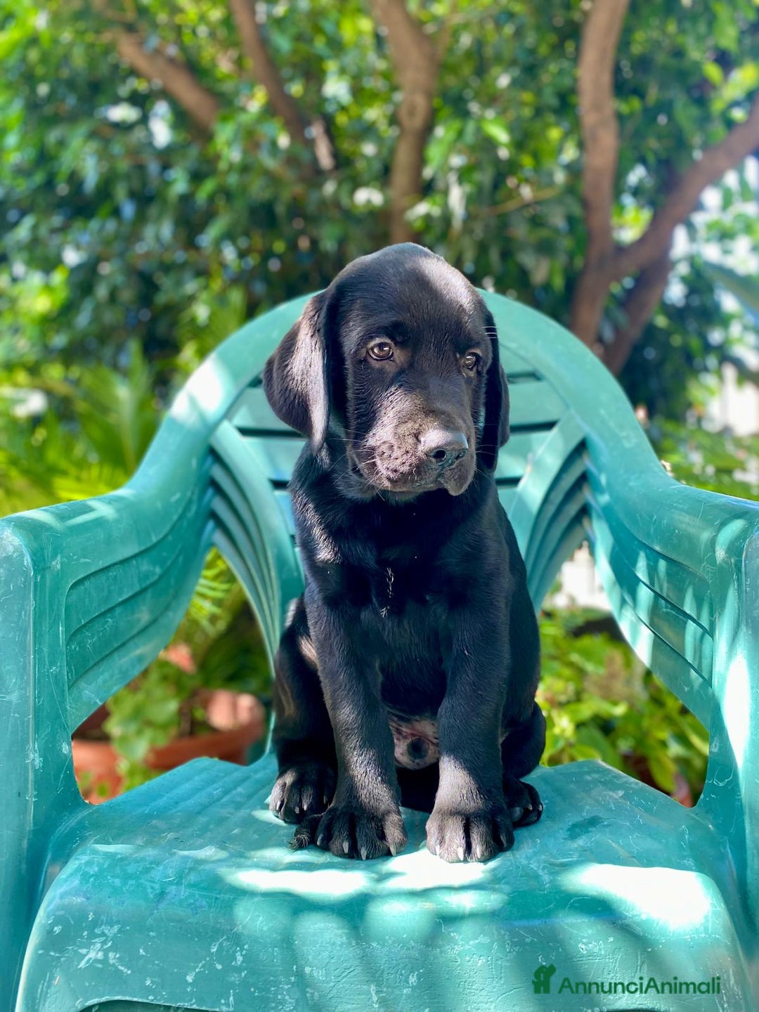 Labrador cani in vendita: Cuccioli di Labrador  a Città Metropolitana di Napoli - Immagine 3