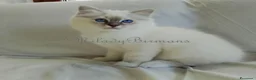 Sacro di Birmania gatti in vendita: Cuccioli Sacro di Birmania  - Annuncio 7