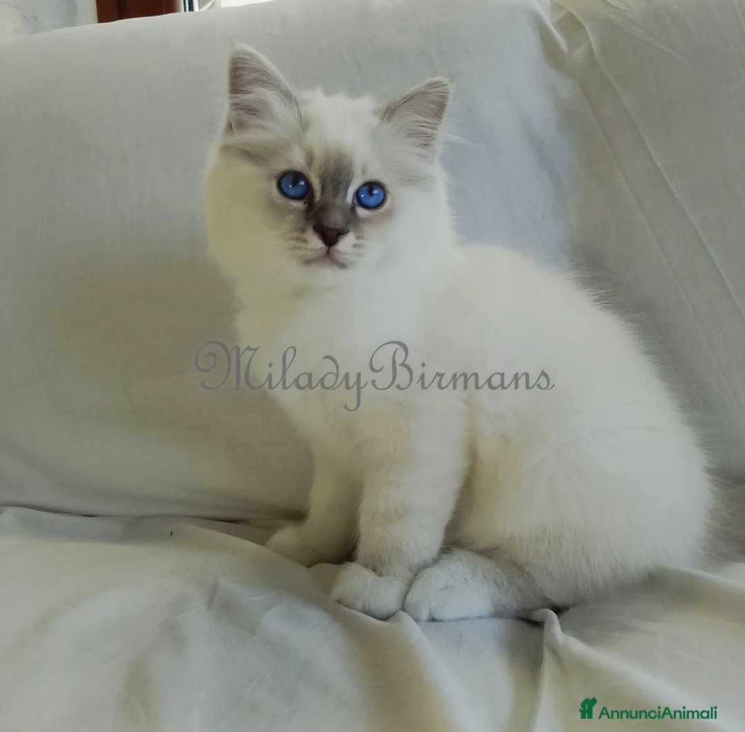 Sacro di Birmania gatti in vendita: Cuccioli Sacro di Birmania  - Annuncio 7