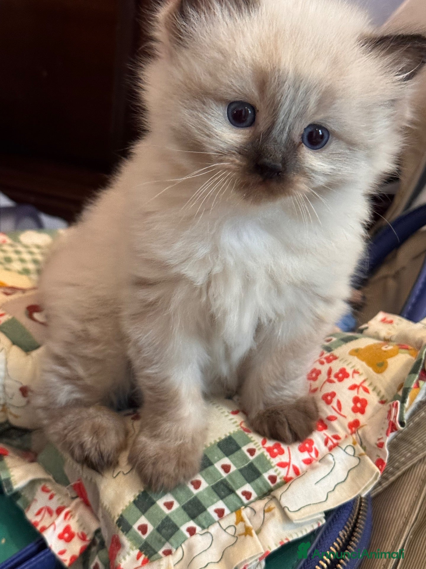 Ragdoll gatti in vendita: Ragdoll  - Annuncio 2