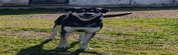 Meticcio cani in regalo: Kevin semplicemente meraviglioso - Annuncio 12