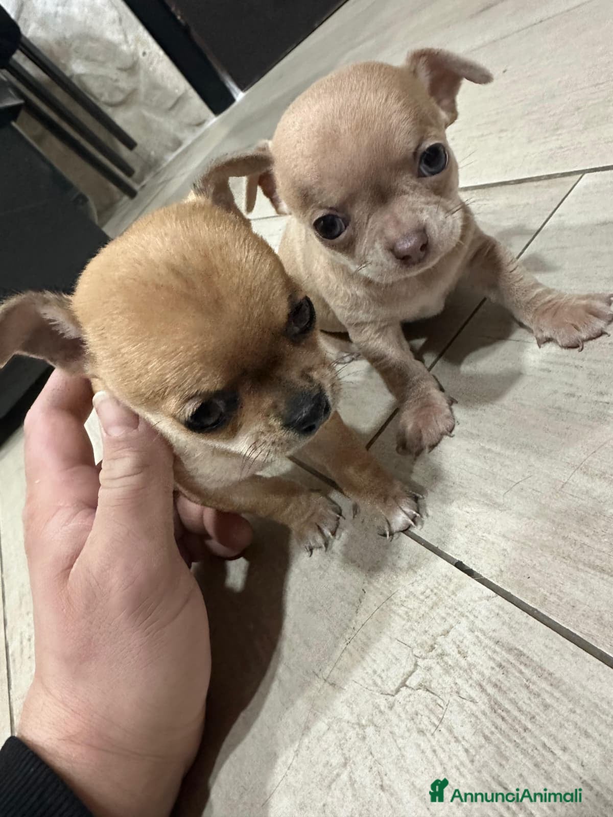 Chihuahua cani Chihuahua  - Annuncio 14