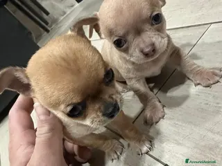 Chihuahua cani Chihuahua - Annuncio 17