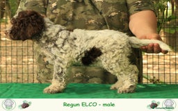 Lagotto cani in vendita: Lagotto romagnolo - cucciolo 2 a Provincia di Ravenna - Immagine 3