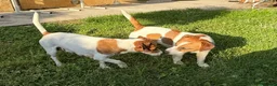 Jack Russell cani in vendita: Cucciolo Maschio Jack Russell terrier pelo liscio a Provincia di Pavia - Annuncio 2