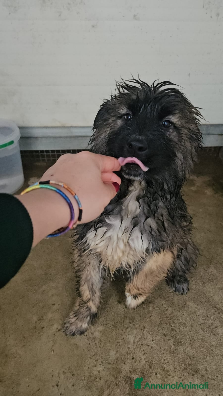 Meticcio cani Bobby: 4 mesi taglia grande  - Annuncio 2