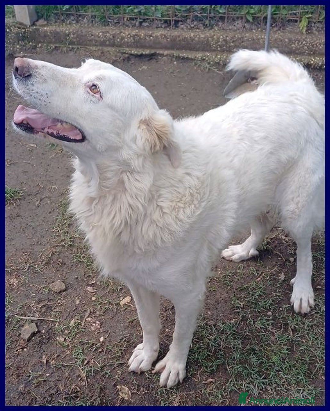 Meticcio cani in regalo: BOMBA dolcissima e buona con tutti - Annuncio 2