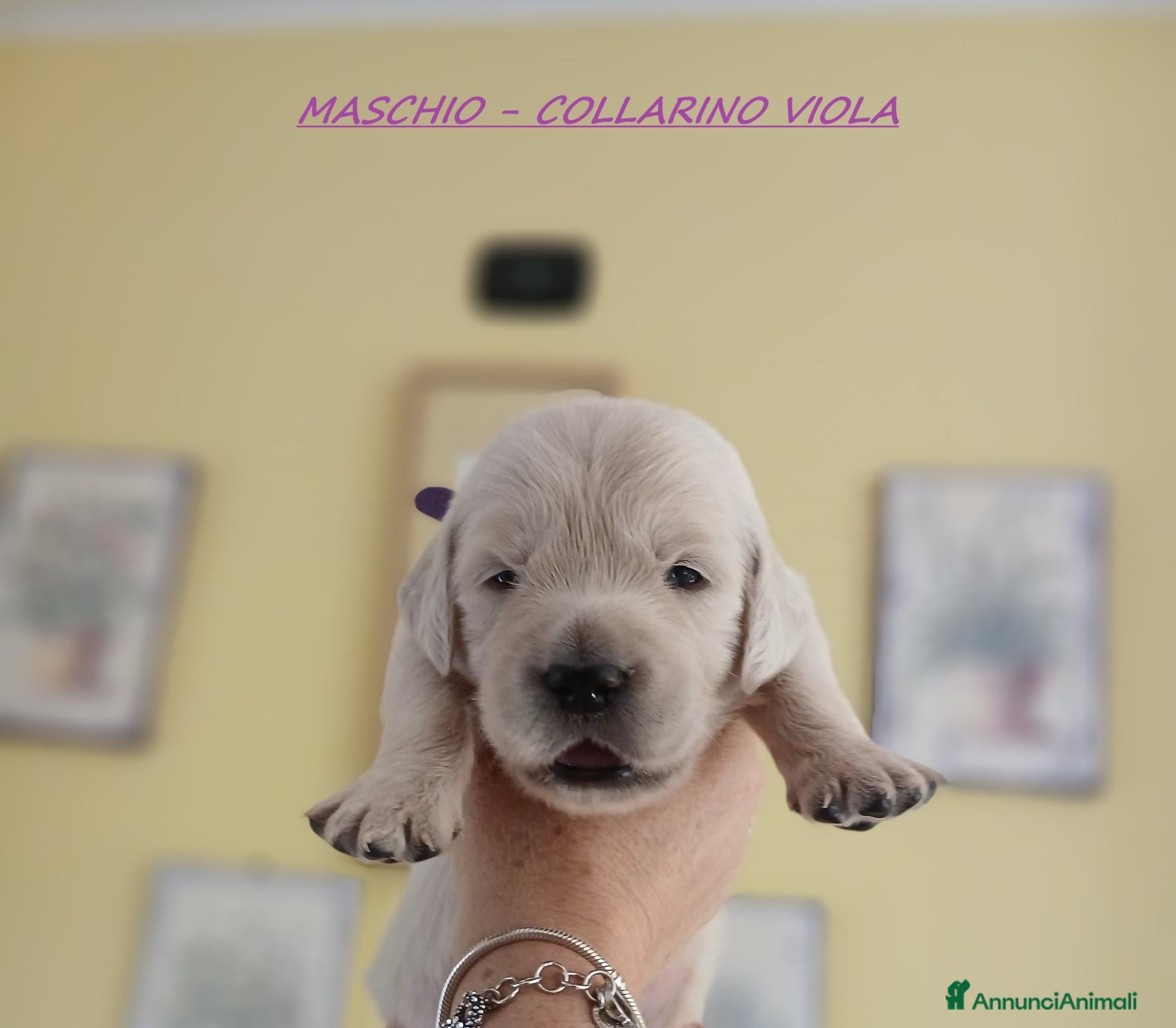 Golden Retriever cani Golden Retriever linea inglese - Annuncio 1