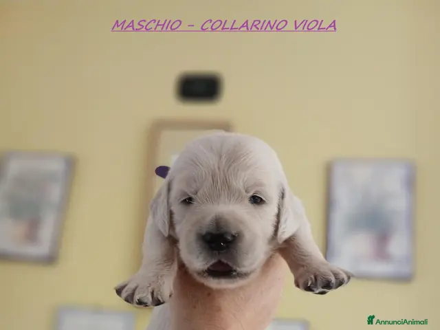 Golden Retriever cani in vendita: Golden Retriever linea inglese - Annuncio 4