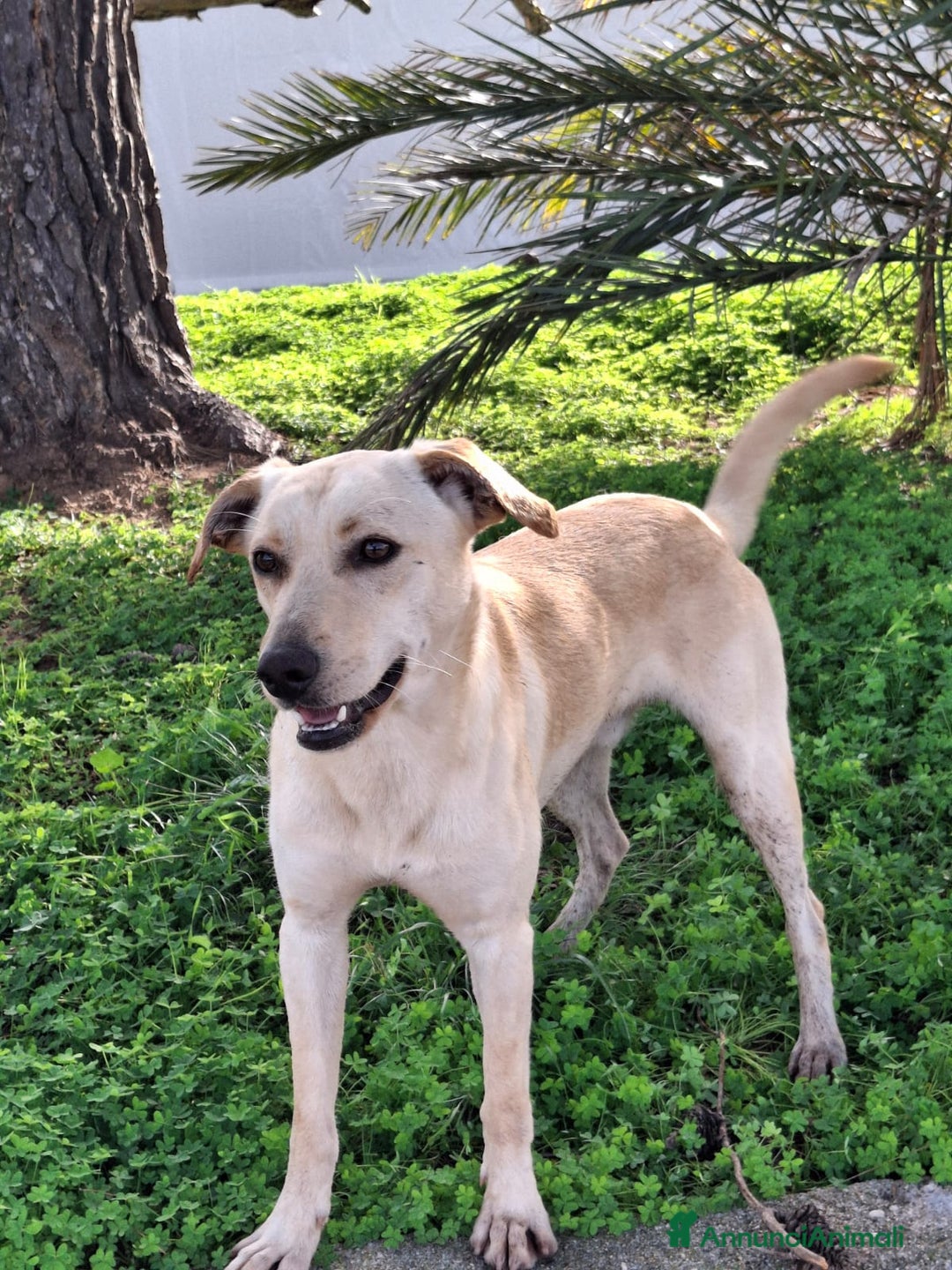 Meticcio cani in regalo: OLLY 💙 - irresistibile cucciolone taglia media 🤩 - Annuncio 5