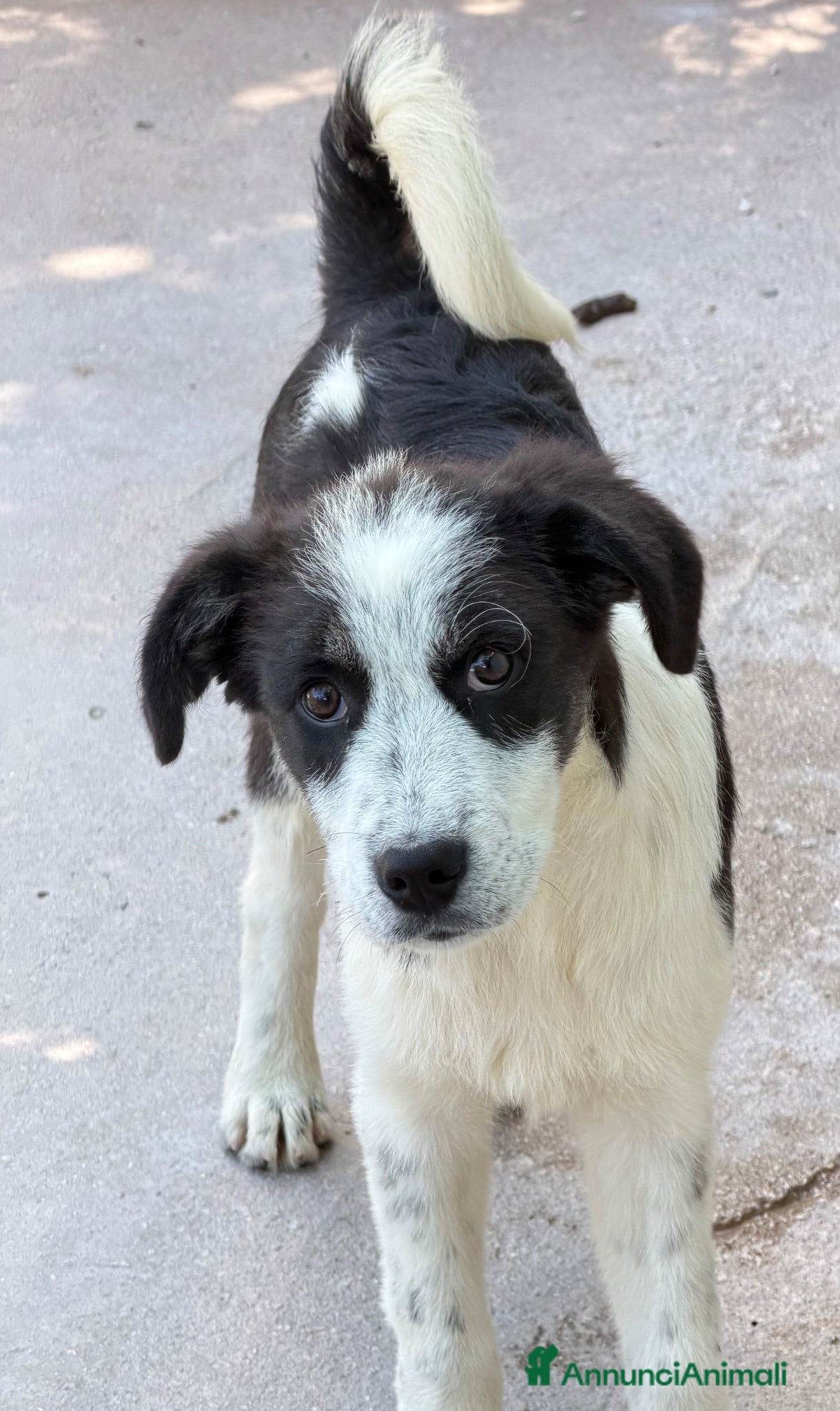 Meticcio cani Tobia - Annuncio 3