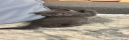 Scottish gatti in vendita: Gattini a Provincia di Brescia - Annuncio 9