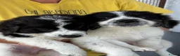 Meticcio cani in regalo: Meravigliosi cuccioli tg grande a Città Metropolitana di Torino - Annuncio 3