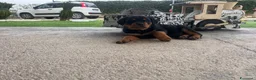 Rottweiler cani in vendita: Cuccioli di Rottwailer - Annuncio 4