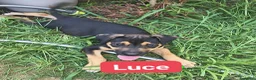 Meticcio cani in regalo: Neon luce e KaIA - Annuncio 3
