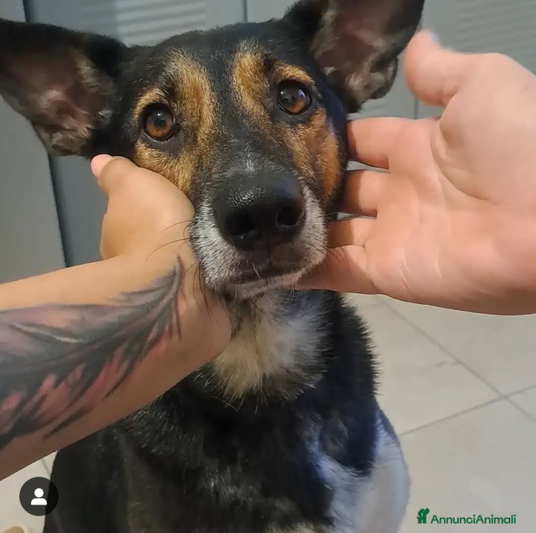 Meticcio cani SHILA CERCA CASA (REGALO) a Città Metropolitana di Napoli - Annuncio 40