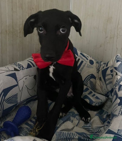 Meticcio cani a Provincia di Pistoia - Annuncio 11