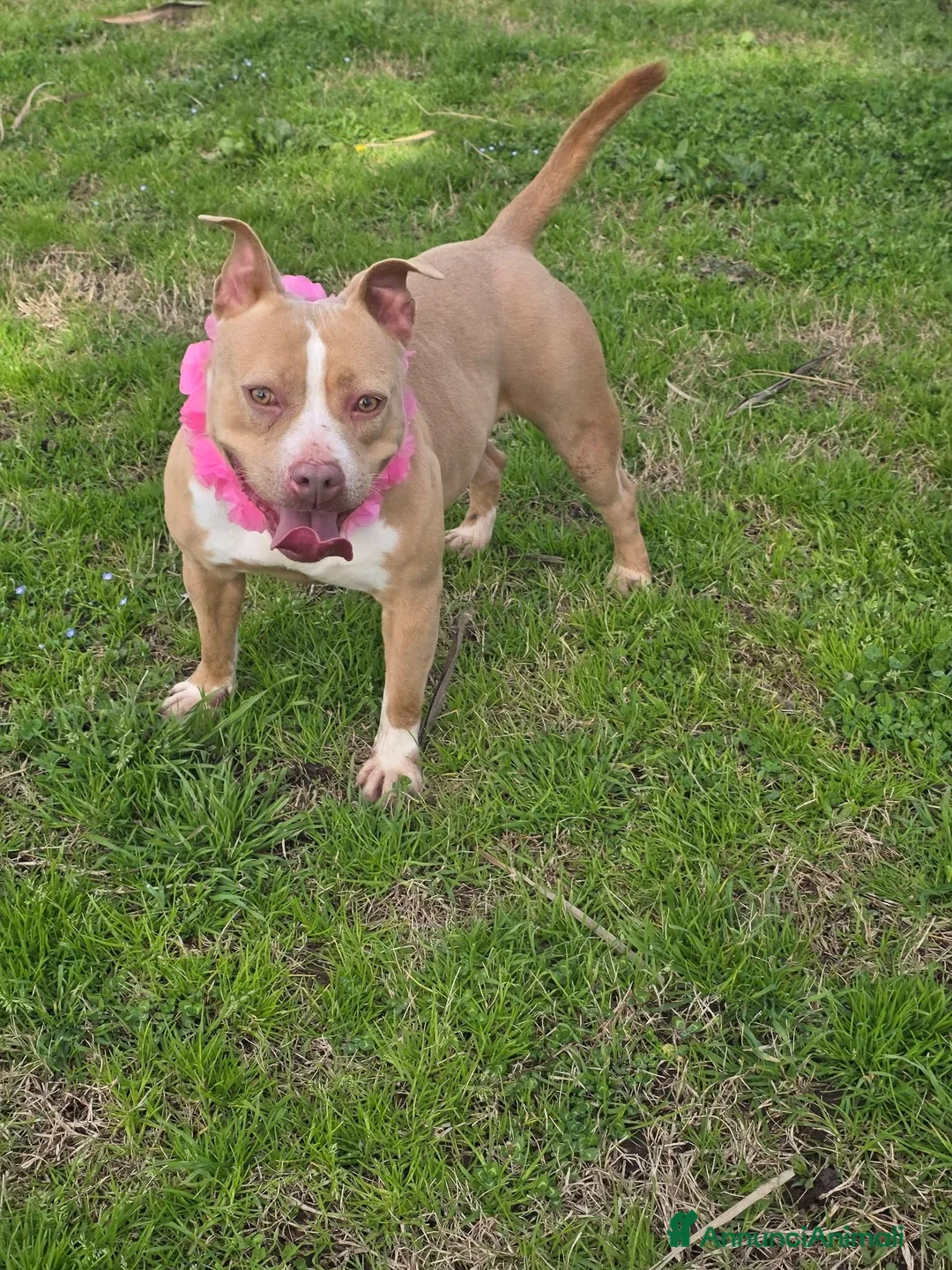 Pitbull cani in regalo: Pockety, piccola pit in canile - Annuncio 17