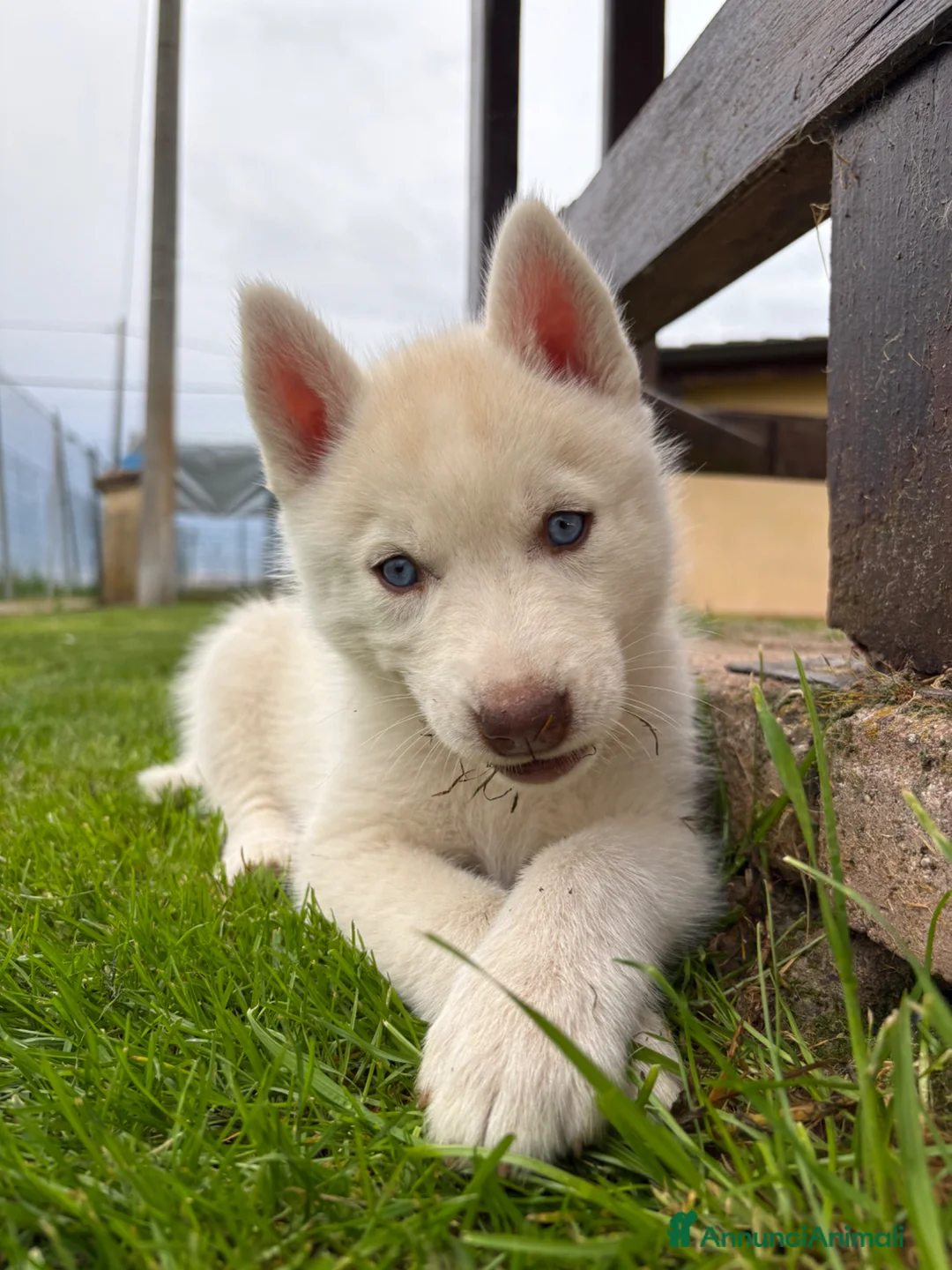 Husky cani in vendita: Cucciolo di siberian Husky con pedigree - Annuncio 6