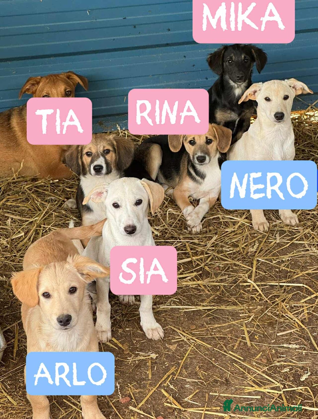 Meticcio cani in regalo: 6 CUCCIOLI NANETTI cercano coccole! - Annuncio 4