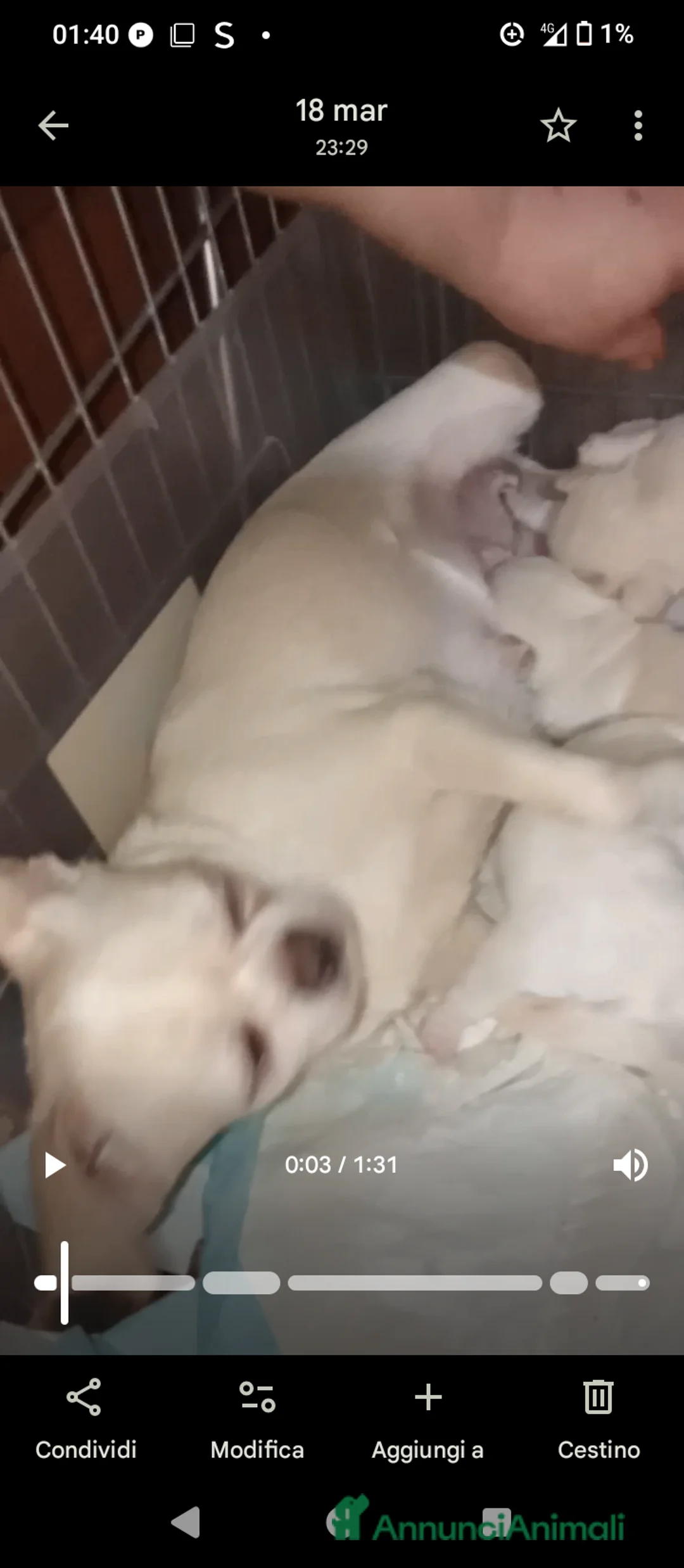 Chihuahua cani in vendita: Cuccioli di chihuahua pedigree ENCI ec a Provincia di Padova - Annuncio 2