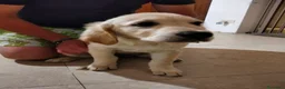 Golden Retriever cani in vendita: Femmina e maschio Golden retriever  - Annuncio 5
