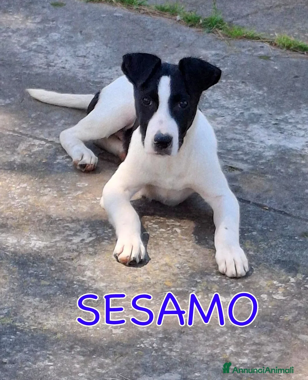 Meticcio cani in regalo: SESAMO 💙 -cucciolo futura taglia media.Chiama🙏🏻 a Città metropolitana di Milano - Annuncio 1