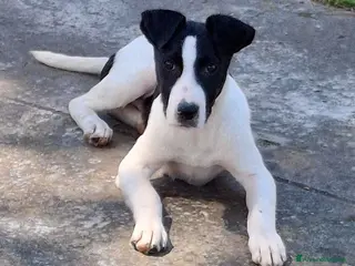 Meticcio cani SESAMO 💙 -cucciolo futura taglia media.Chiama🙏🏻 - Annuncio 8