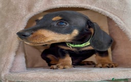 Bassotto cani in vendita: Cuccioli maschi bassotto  a Città Metropolitana di Torino - Immagine 4