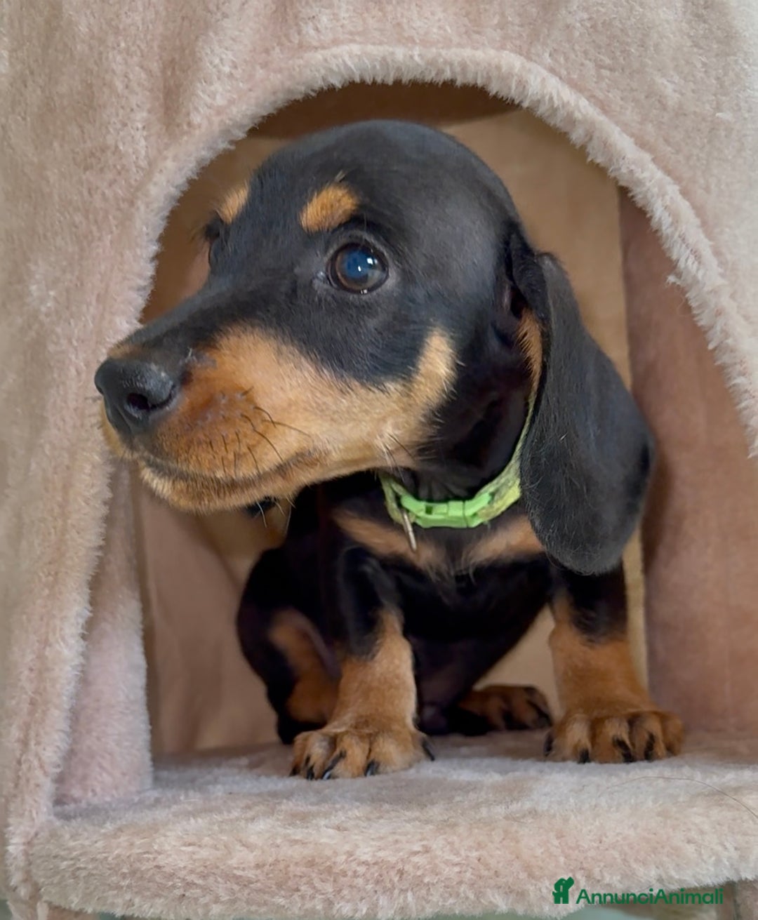 Bassotto cani in vendita: Cuccioli maschi bassotto  a Città Metropolitana di Torino - Immagine 4