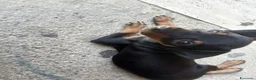 Pinscher Miniatura cani in vendita: Vendo pinsher nano per conto di una amica mia a Provincia di Latina - Annuncio 4