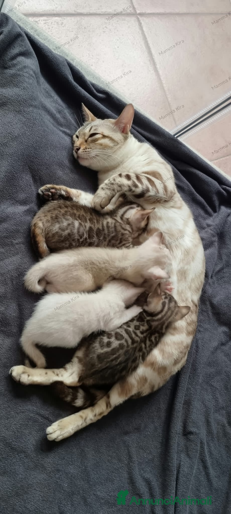 Bengala gatti Gattini Bengala con Pedigree  - Annuncio 1