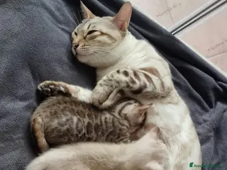 Bengala gatti Gattini Bengala con Pedigree - Annuncio 12