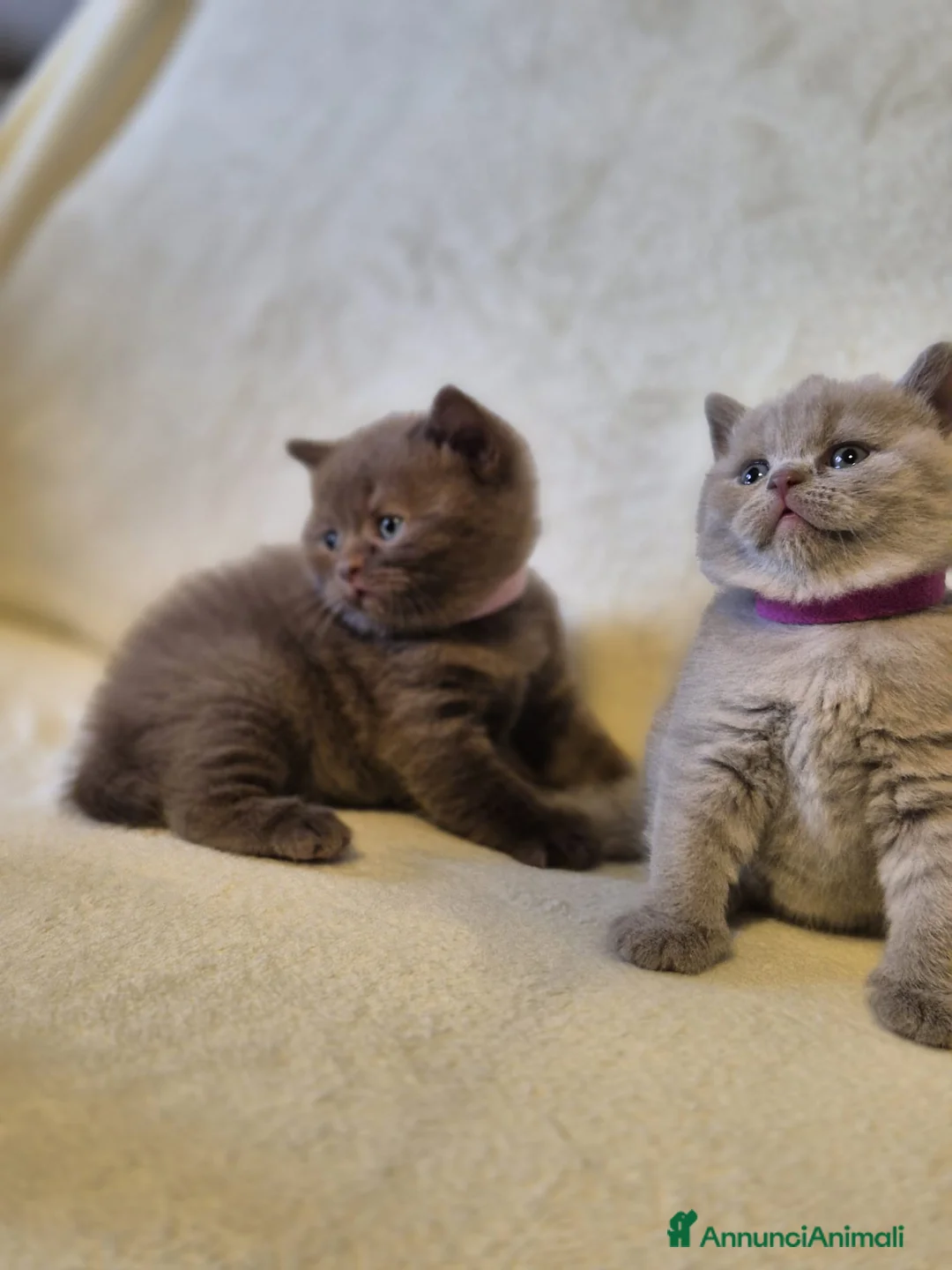 British gatti in vendita: British e scottish pedigree - Annuncio 1