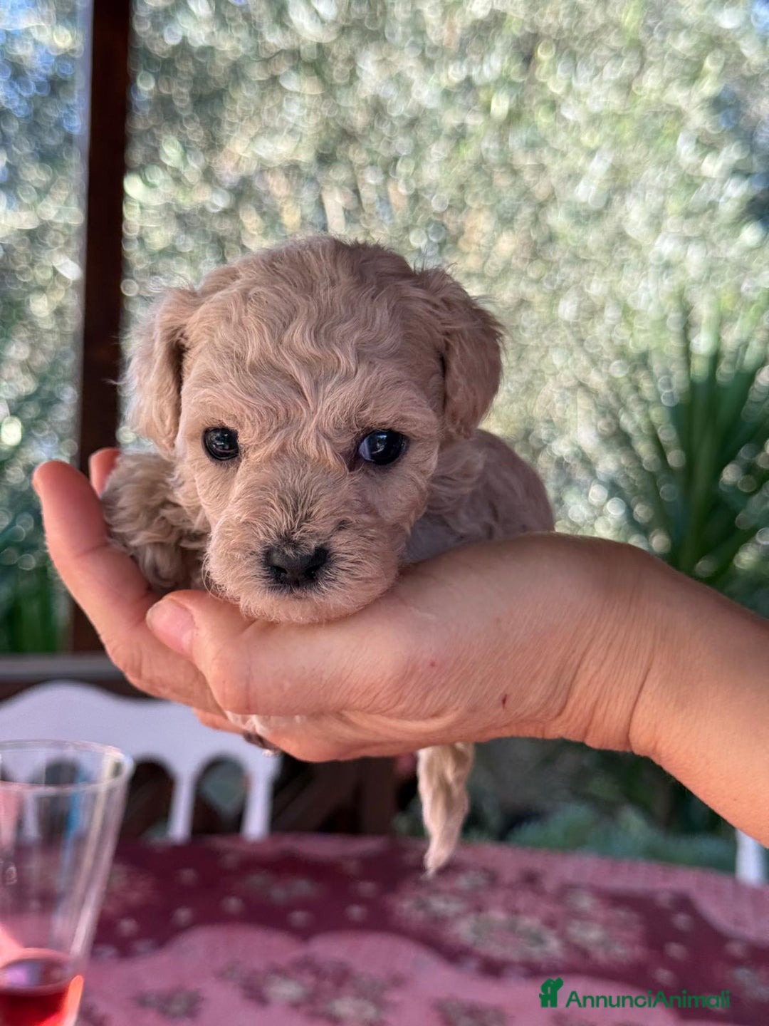 Barboncino Toy cani in vendita: Barboncini toy  - Annuncio 3