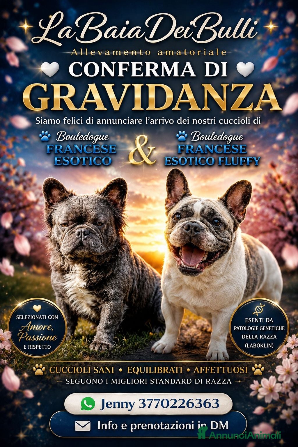 Bulldog Francese cani Cuccioli di bulldog francese esotico - Annuncio 2