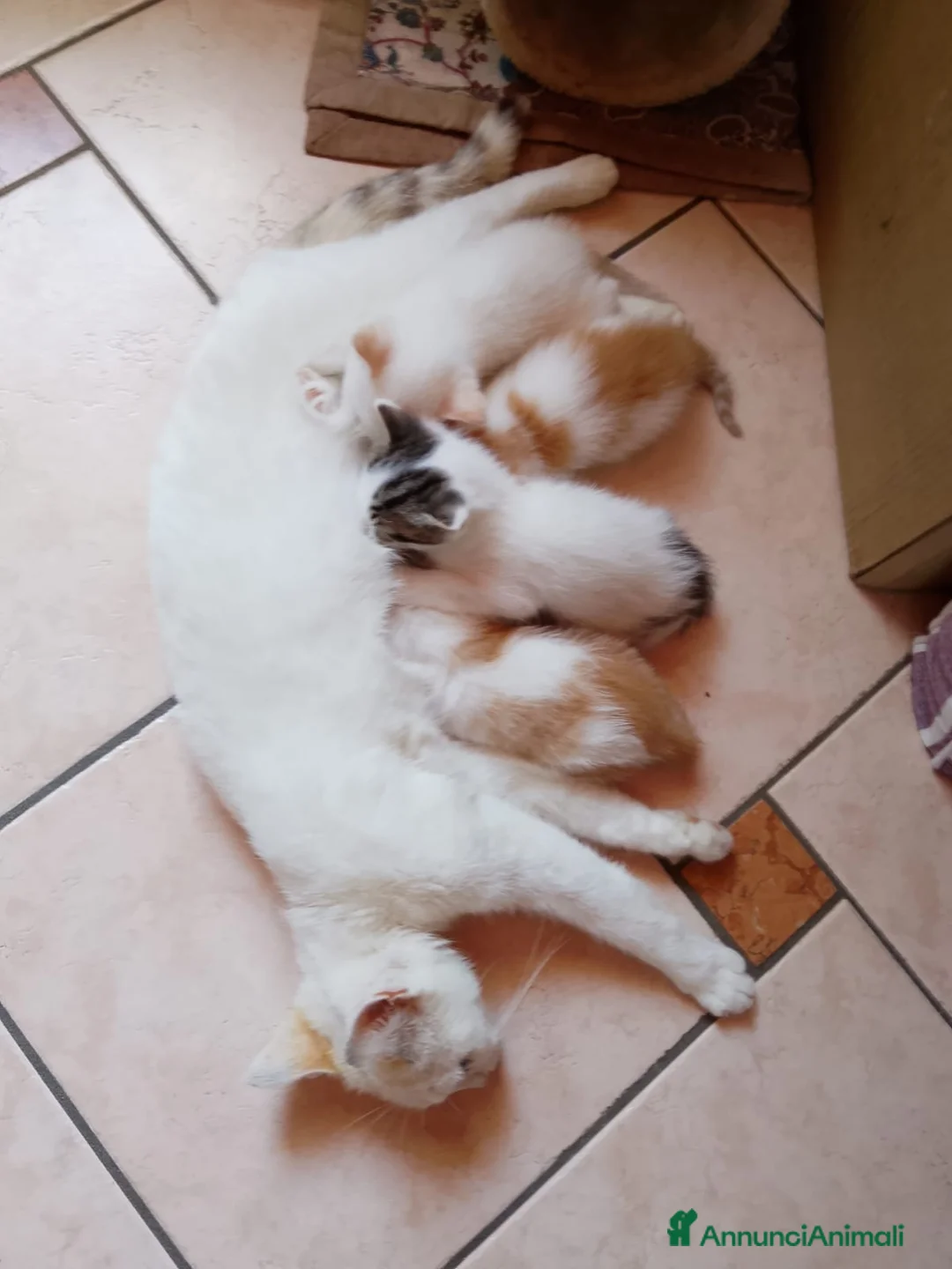 Meticcio gatti in regalo: Gattini dolcissimi e affettuosi  a Provincia di Verona - Annuncio 2