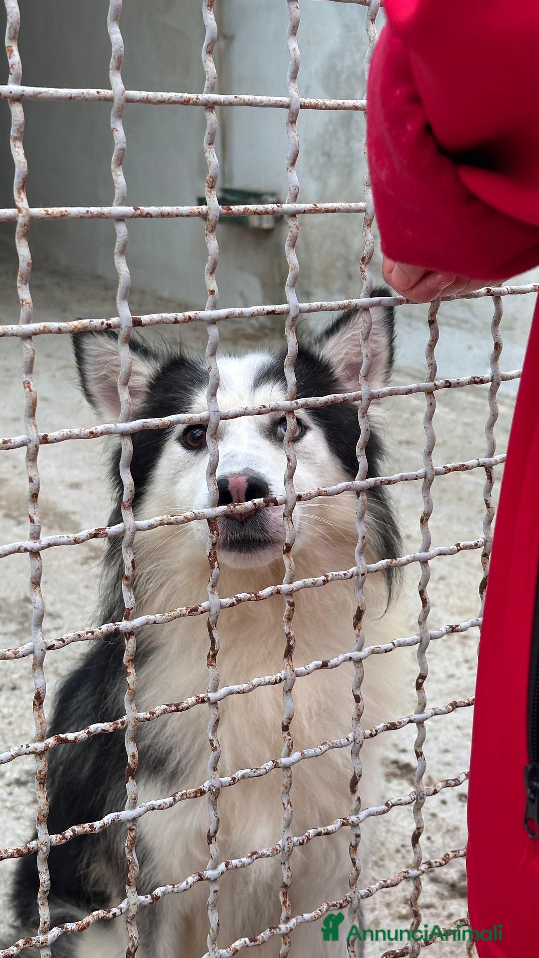 Husky cani in regalo: Una nuova vita per Wolf, husky bellissimo - Annuncio 4