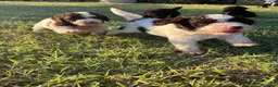 Lagotto cani in vendita: Cuccioli di lagotto romagnolo  a Provincia di Forlì-Cesena - Annuncio 1