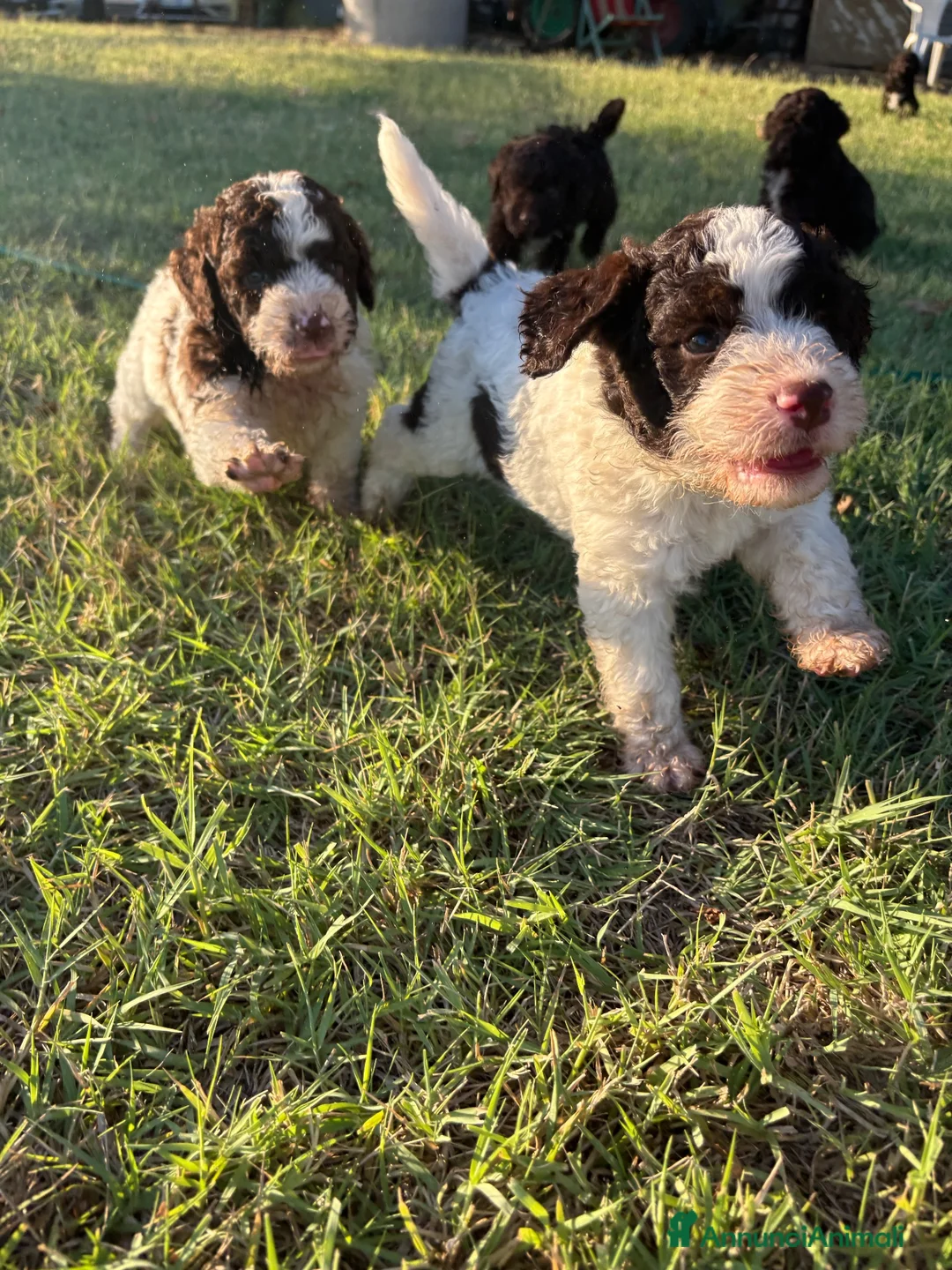 Lagotto cani in vendita: Cuccioli di lagotto romagnolo  a Provincia di Forlì-Cesena - Annuncio 1