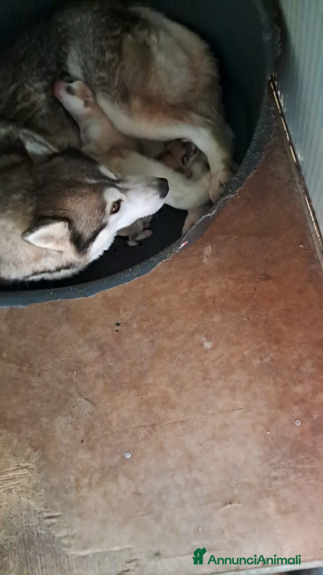 Husky cani in vendita: Cuccioli Siberian Husky con Pedigree  - Annuncio 3