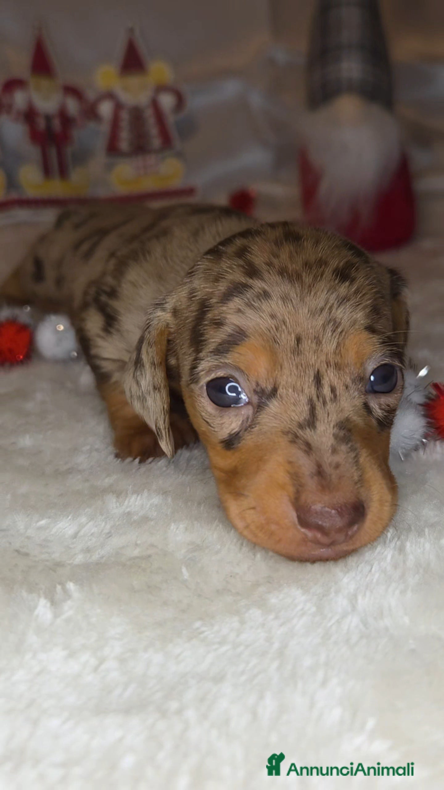 Bassotto cani BASSOTTO ARLECCHINO CHOCOLATE - Annuncio 2