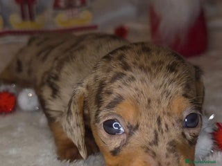 Bassotto cani BASSOTTO ARLECCHINO CHOCOLATE - Annuncio 2