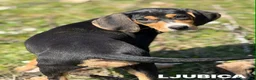 Meticcio cani in regalo: 5 CUCCIOLI simpaticissimi e coccoloni in canile! - Annuncio 8