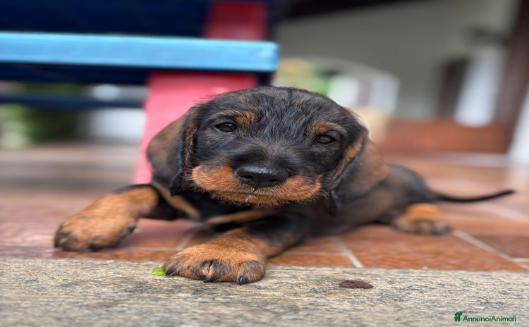 Bassotto cani a Provincia di Varese - Annuncio 1
