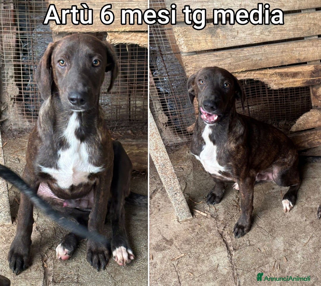 Meticcio cani in regalo: CUCCIOLI BISOGNOSI CERCANO FAMIGLIA - Annuncio 5