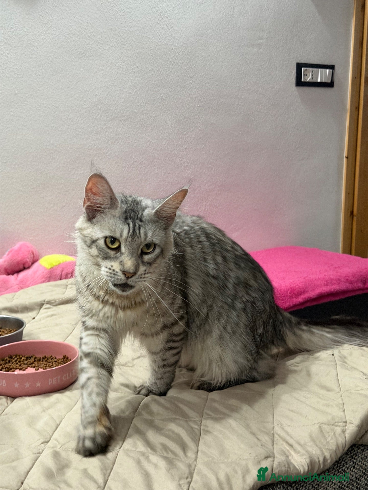 Maine Coon gatti Dolcissimi cuccioli  - Annuncio 1